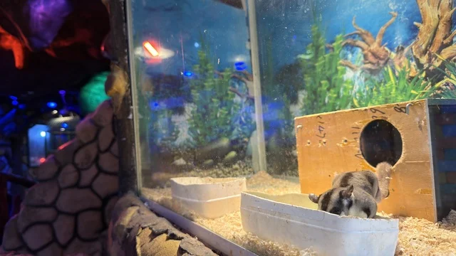 Sugar Glider at Dolphin Village Dammam Enclosure