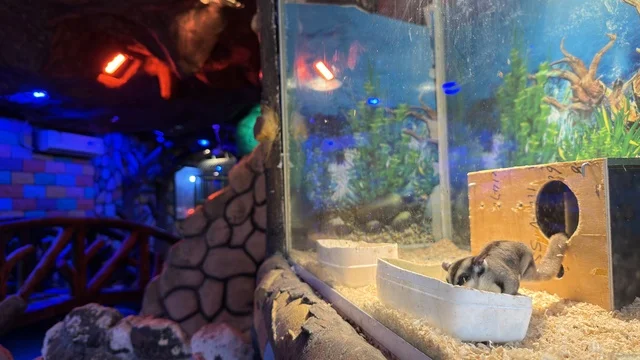 Sugar Glider in Enclosure at Dolphin Village Dammam