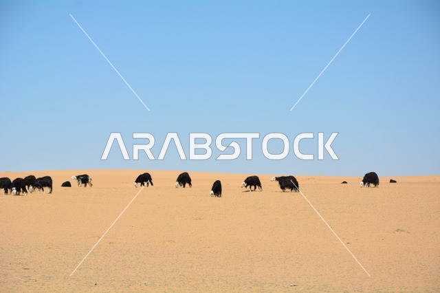 رعي الأغنام في صحراء الدوادمي بالمملكة العربية السعودية