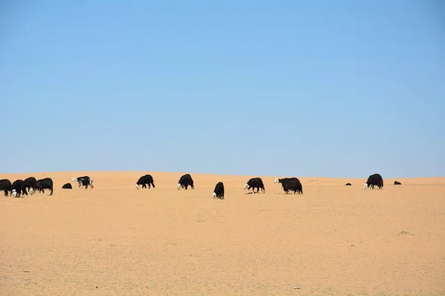 رعي الأغنام في صحراء الدوادمي بالمملكة العربية السعودية