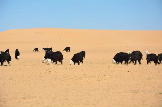 رعي الأغنام النجدية في صحراء الدوادمي بالسعودية رعي الأغنام النجدية في صحراء الدوادمي بالسعودية