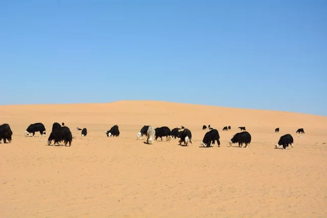 رعي الماشية في صحراء الدوادمي بالمملكة العربية السعودية رعي الماشية في صحراء الدوادمي بالمملكة العربية السعودية