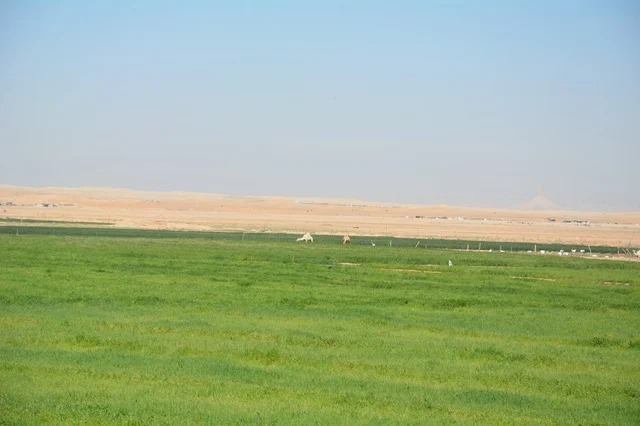 مراعي خضراء للماشية في الدوادمي السعودية