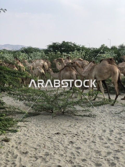 قطيع الإبل في وادي غنيمة بمنطقة الباحة السعودية