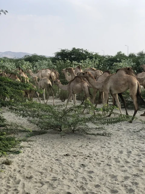 قطيع الإبل في وادي غنيمة بمنطقة الباحة السعودية