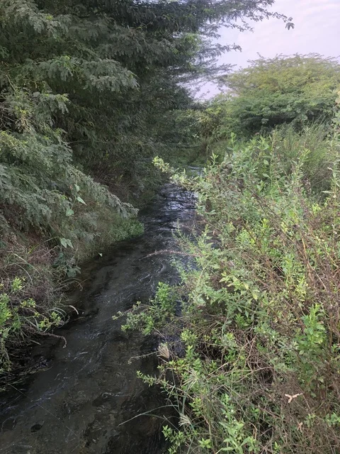 Wadi Ghunaima Al Baha Stream with Green Vegetation
