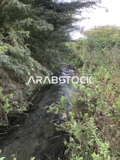 وادي غنيمة في الباحة مع الأشجار والنباتات الخضراء