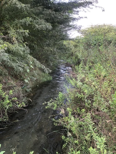 Wadi Ghunaimah Al Bahah Stream Flowing Through Trees
