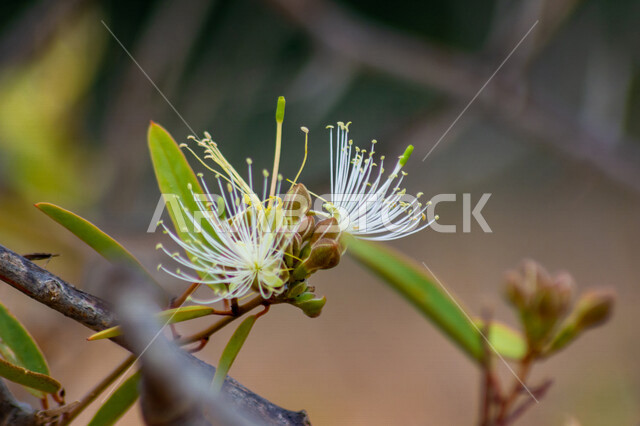 White Caparaceae flower in Saudi Arabia, Cultivation of flowering plants, Nature background, Blooming white flowers, Caparaceae, Nature in Saudi Arabia