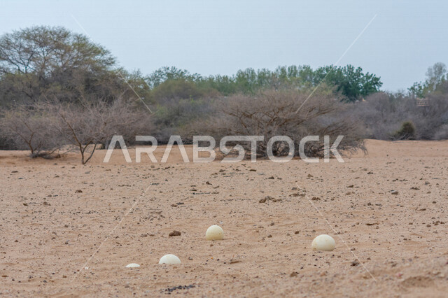 Close-up of ostrich eggs in the sand dunes of Saudi Arabia, ostrich eggs, sand dunes