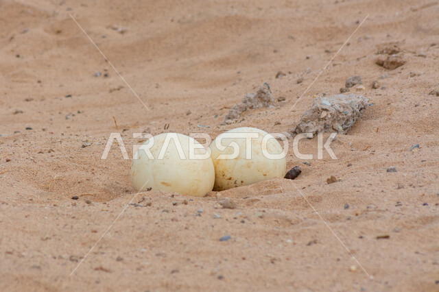 Close-up of ostrich eggs in the sand dunes of Saudi Arabia, ostrich eggs, sand dunes
