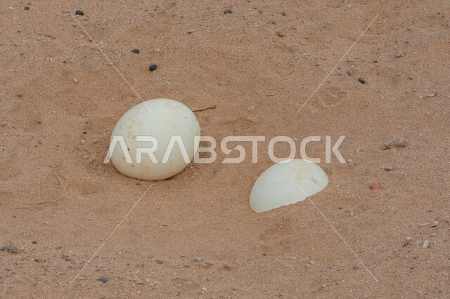 Close-up of ostrich eggs in the sand dunes of Saudi Arabia, ostrich eggs, sand dunes