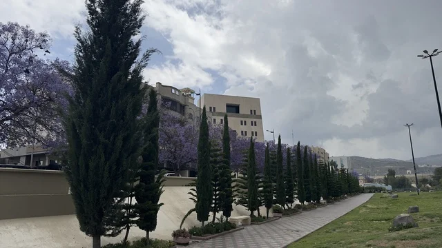 Cypress and Jacaranda Trees in Abha City Park Saudi Arabia
