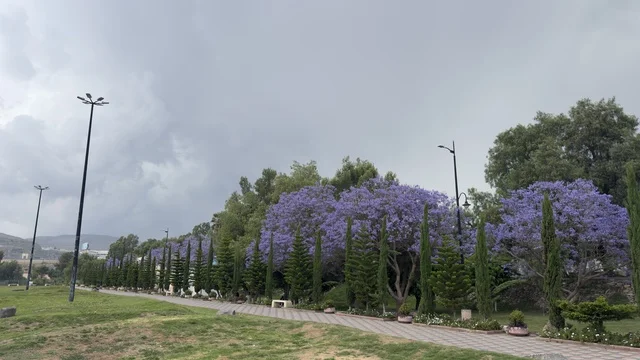 Blooming Purple Jacaranda Trees in Abha Saudi Arabia