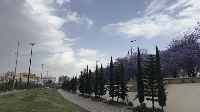 أشجار الجاكراندا البنفسجية في منتزه أبها العام بالسعودية