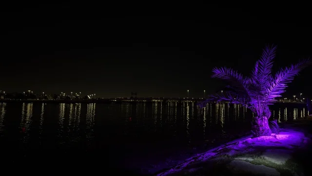 Qatif Corniche Night Purple Illuminated Palm Tree