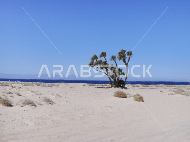 صورة لشاطئ طيب اسم في شمال مقنا غرب البدع في السعودية ، ساحل البحر الاحمر في تبوك شمال المملكة العربية السعودية ،  جمال المناطق السياحية في السعودية
