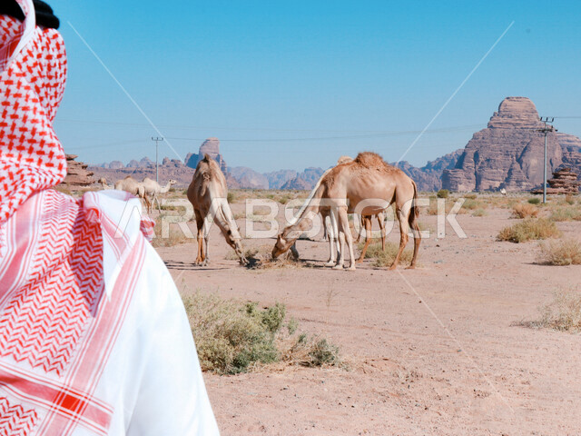 صورة لرجل عربي خليجي سعودي ينظر لمجموعة من الجمال في صحراء منطقة بجدة نيوم في تبوك ، مناظر طبيعية للرمال الذهبية الجميلة ، جبال ذات تشكيلات صخرية جذابة ، معالم سياحية في السعودية