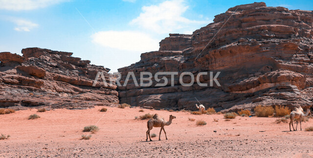 صورة للتكوينات الصخرية في منطقة بجدة نيوم  شمال غرب المملكة العربية السعودية ، مناظر طبيعية خلابة للرمال الذهبية ، جبال ذات تشكيلات صخرية جذابة في تبوك ، معالم حضارية سياحية في المملكة العربية السعودية .