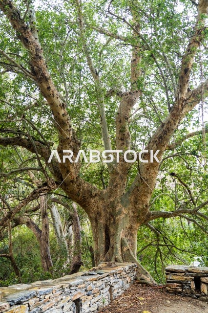 Ancient Tree with Thick Trunk and Stone Wall in Forest