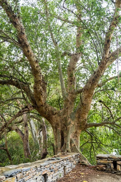 Ancient Tree with Thick Trunk and Stone Wall in Forest