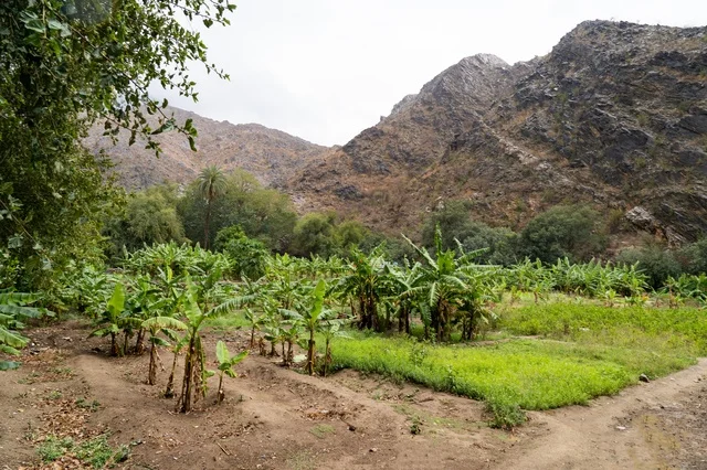 Banana Farm at the Base of Rocky Mountains