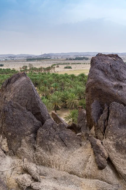 Date Palm Oasis Desert Landscape with Rocks