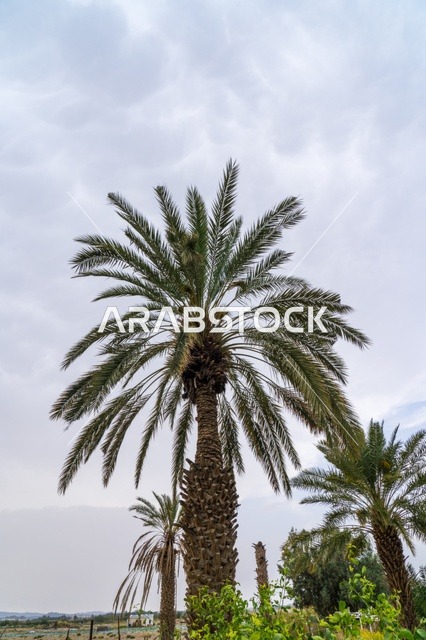 Tall Date Palm Tree Under Overcast Sky in Rural Area