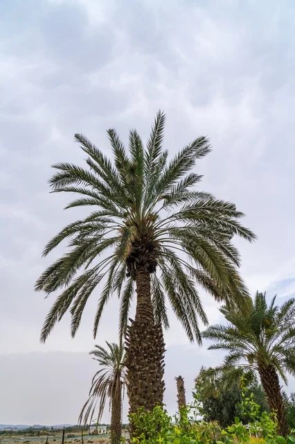 Tall Date Palm Tree Under Overcast Sky in Rural Area