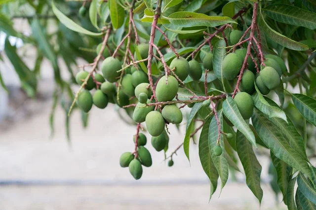 Small Green Mangoes Hanging on Tree Branch in Orchard