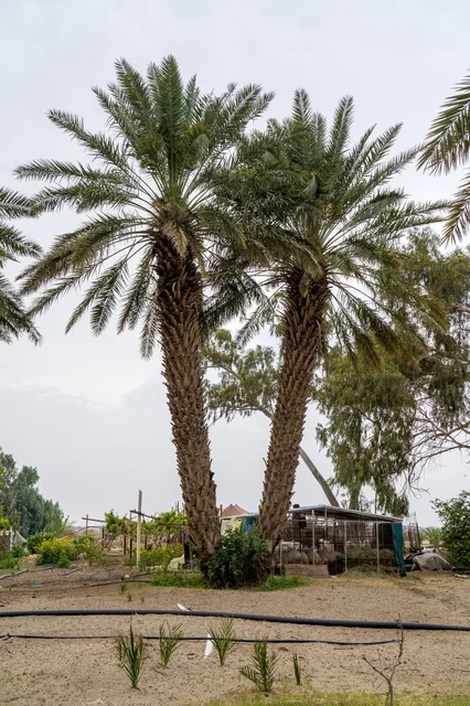 Two Date Palm Trees in a Rural Middle Eastern Farm
