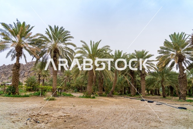 Date Palm Trees in Desert Plantation with Mountains