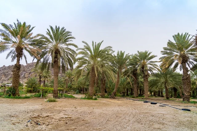 Date Palm Trees in Desert Plantation with Mountains
