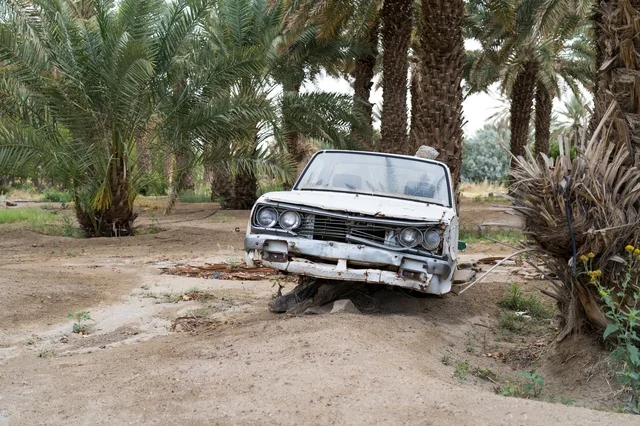 Abandoned White Wrecked Car in Rural Date Palm Grove Abandoned White Wrecked Car in Rural Date Palm Grove