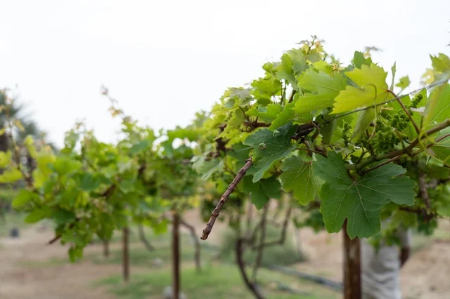 Green Grapevine Leaves and Grapes in a Rural Vineyard