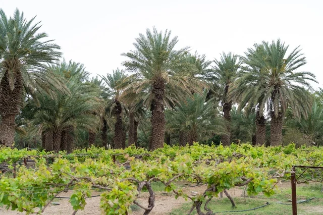 Vineyard and Date Palm Plantation in Rural Farm