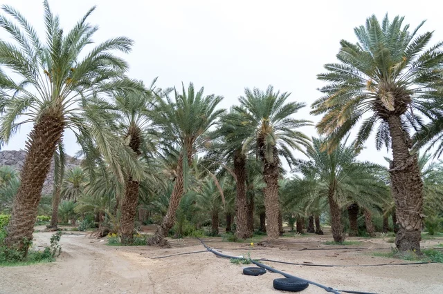 Date Palm Tree Farm in Desert Landscape