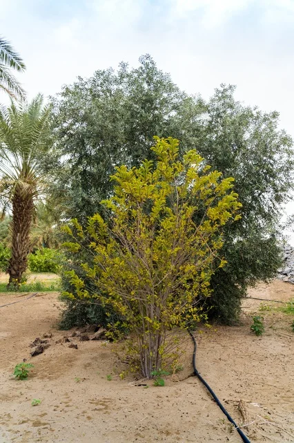 شجرة خضراء شابة في مزرعة صحراوية مع أنبوب ري زراعي