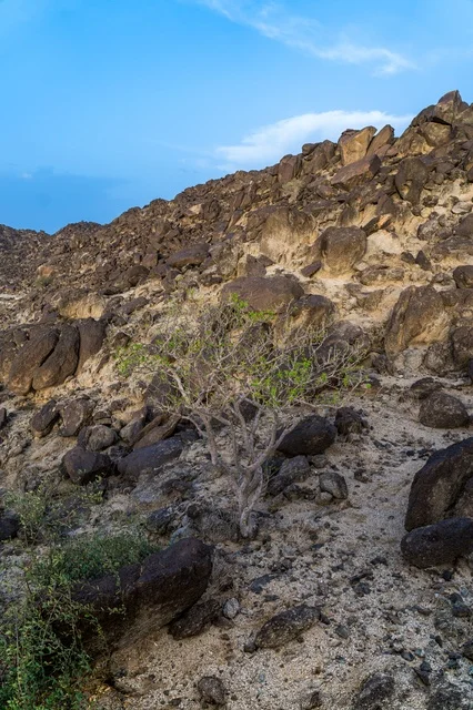 Green Shrub on Rocky Desert Mountain Slope
