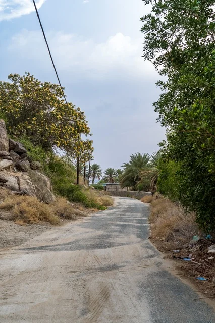 طريق ريفي ضيق محاط بالأشجار والنخيل في الطبيعة