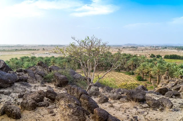Rural Landscape Overlooking Palm Grove and Rocks