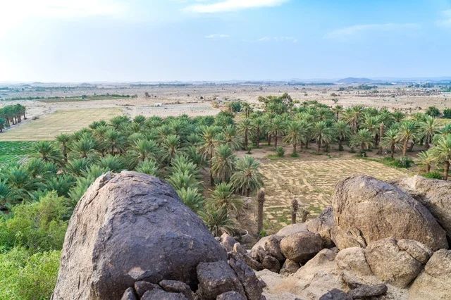 Palm Tree Oasis in Desert Landscape Elevated View
