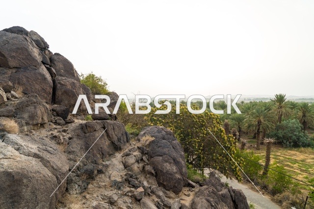 جبل صخري يطل على واحة نخيل خضراء