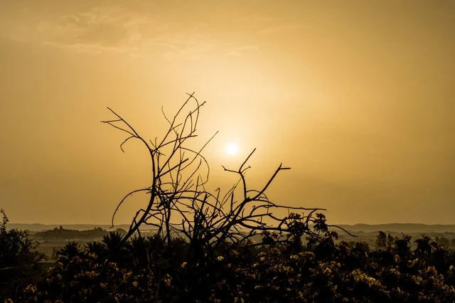 Dry Branches in Desert During Golden Sunset