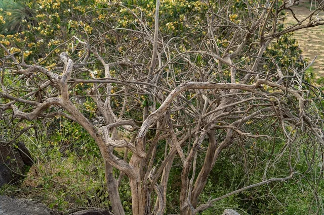 Dry Twisted Branches in Garden with Yellow Flowers