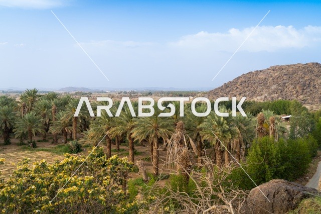 واحة النخيل في الطبيعة الجبلية بالسعودية
