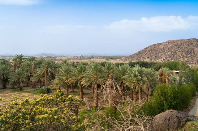 واحة النخيل في الطبيعة الجبلية بالسعودية