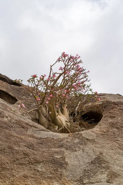 Desert Rose Plant Growing on Rocky Mountain