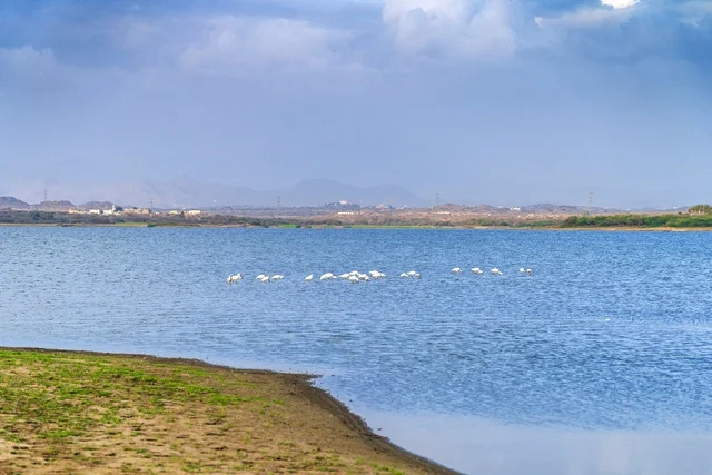White Water Birds on Blue Lake with Mountain Background