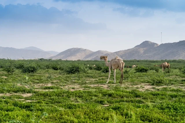 جمل في مرعى أخضر مع خلفية جبلية